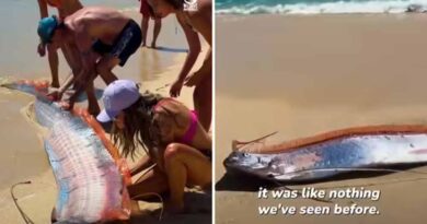 मैक्सिको के बीच पर दिखीं ‘प्रलय की मछलियां’, महिला ने कैमरे में कैद किया दुर्लभ दृश्य