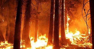 मध्य प्रदेश के जंगलों में धधकती आग, हर दिन 60 जगह जल रही है, अमरकंटक के बाद इन शहरों पर बढ़ा खतरा