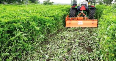 हरी खाद से लहलहाएंगे खेत: धान उत्पादन बढ़ाने कृषि विभाग का विशेष अभियान तेज