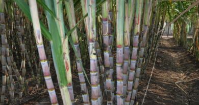 ड्रिप इरीगेशन से गन्ना उत्पादन में 25 प्रतिशत तक बढ़ोतरी, किसानों की बढ़ी आय