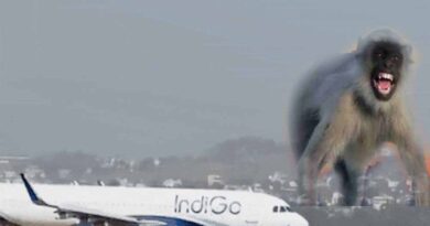 Lucknow एयरपोर्ट पर रनवे पर आया बंदर, रायपुर फ्लाइट की लैंडिंग के वक्त लगा इमरजेंसी ब्रेक