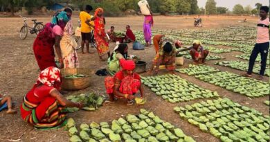 तेंदूपत्ता तुड़ाई से 31 हजार परिवारों को मिलेगा रोजगार, सरकार ने पूरी की सभी तैयारियां