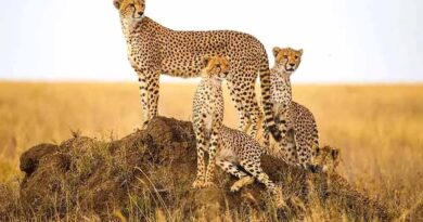 कूनो में चीतों की बढ़ती संख्या के बाद गांधीसागर बना दूसरा घर, अब नौरादेही के जंगल में तैयार 8 बाड़े, जल्द शिफ्ट होंगे चीते