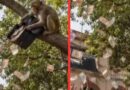 बुलंदशहर में ‘नोटों की बारिश’: बंदर ने दो लाख रुपये का बैग पेड़ से फाड़कर उड़ाए नोट
