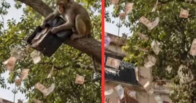 बुलंदशहर में ‘नोटों की बारिश’: बंदर ने दो लाख रुपये का बैग पेड़ से फाड़कर उड़ाए नोट