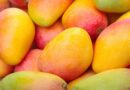 Japan Mango Ban: जापान ने भारतीय आमों पर लगाया बैन, जानिए वहां किस आम की सबसे ज्यादा डिमांड Japan Mango Ban: जापान ने भारतीय आमों पर लगाया बैन, जानिए वहां किस आम की सबसे ज्यादा डिमांड