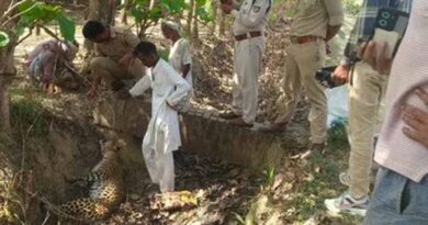 बलरामपुर में दर्दनाक हादसा: तार में फंसकर मादा तेंदुए की मौत, वन विभाग जांच में जुटा