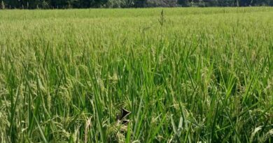सरायकेला-खरसावां में बढ़ा गरमा धान का रकबा, किसानों में दिखा उत्साह