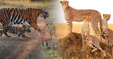 नौरादेही में टाइगर और चीता सुरक्षा के लिए पूर्व सैनिक होंगे जिम्मेदार, वन अपराध पर लगाम