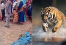 बांधवगढ़ में खूनी बाघ का आतंक! घर में घुसकर महिला को मार डाला, 3 परिजन घायल