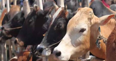 गोमाता के जरिए खेती में ‘जीन क्रांति’ की तैयारी