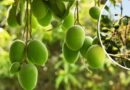 सहारनपुर में सालभर फल देने वाला ‘सदाबहार आम’ बना आकर्षण