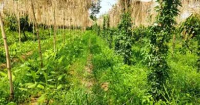मल्टीलेयर खेती से किसान ने पेश की मिसाल, एक ही खेत में तीन स्तर पर उत्पादन