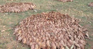 हेरहंज-बारियातू के जंगलों में केंदुपत्ता माफिया का खेल, अवैध कारोबार से वन विभाग को बड़ा नुकसान