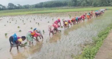 लगातार बारिश से पंच परगना में धान रोपाई ने पकड़ी रफ्तार, किसानों के चेहरे खिले