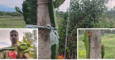 बंजर जमीन पर ड्रैगन फ्रूट की खेती से लातेहार किसान की बदली किस्मत