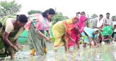 वैशाली की डीएम वर्षा सिंह खेत में उतरीं, किसानों संग की धान रोपनी