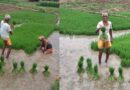 बारिश से किसानों को राहत, पटना में धान रोपनी ने पकड़ी रफ्तार