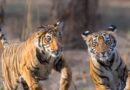 बाघ संरक्षण के प्रति युवाओं को जागरूक करने वन विहार में हुई ओपन क्विज और रेस्क्यू वर्कशॉप