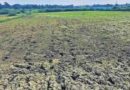 बस्तर संभाग में बारिश की बेरुखी से बढ़ी सूखे की चिंता, किसान परेशान