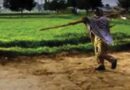 CG में बारिश थमते ही खेती पर असर, बोवनी और रोपाई का काम हुआ प्रभावित
