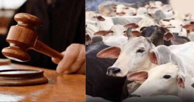 जब्त मवेशियों की कस्टडी पर बड़ा फैसला आएगा, हाईकोर्ट तय करेगी कोर्ट के अधिकार