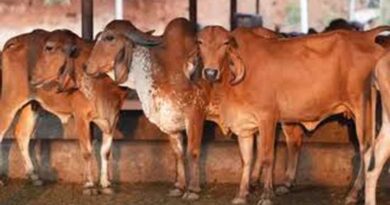 गोसंरक्षण से ग्रामीण समृद्धि: उत्तर प्रदेश का बहुआयामी विकास मॉडल दिनेश सिंह