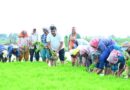 कृषि कार्यों में शामिल हुए शिक्षा मंत्री गजेन्द्र यादव