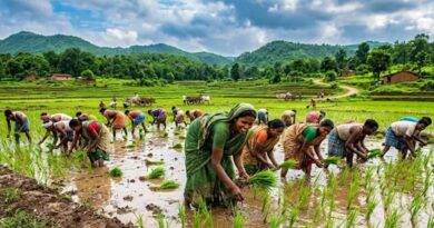 झारखंड में बारिश ने बदली तस्वीर, धान की रोपाई 83.43% पहुंची; एक सप्ताह में 8% की बढ़ोतरी