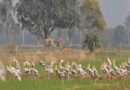 योगी सरकार का बड़ा फैसला, मैनपुरी में विकसित होगा मयंक ऋषि पक्षी विहार
