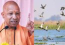 यूपी की सात और वेटलैंड बनेंगी रामसर साइट, अंतरराष्ट्रीय पहचान मिलने से बढ़ेगा संरक्षण