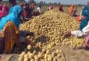 आलू किसानों के लिए योगी सरकार का बड़ा फैसला, 1000 करोड़ के भाव स्थिरता कोष समेत 3 योजनाएं लागू