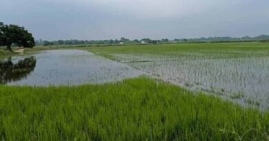 इंद्रावती नदी की बाढ़ का कहर, बस्तर में सैकड़ों एकड़ धान की फसल जलमग्न
