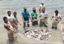 प्रधानमंत्री मत्स्य संपदा योजना ने बदली किसानों की किस्मत, मछली पालन बना अतिरिक्त आमदनी का मजबूत जरिया
