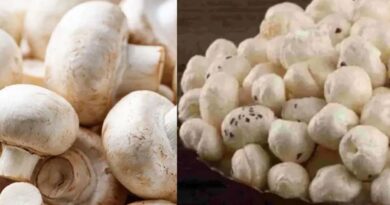 मखाने के बीच बिहार का मशरूम चमका, 10 साल में उत्पादन 0.06 से बढ़कर 42.19 हजार टन