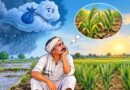 खंडवा में औसत से 100 मिमी कम बारिश, रबी फसल पर मंडराया सिंचाई संकट