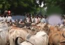 मवेशियों को लेकर पहुंचे किसान, रास्ते में ही हुआ समस्या का समाधान