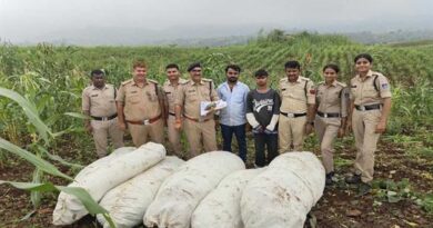 ऑपरेशन ग्रीन स्ट्राइक के तहत बड़वानी पुलिस की बड़ी कार्रवाई