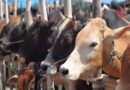 गऊ रक्षा के लिये जनप्रतिनिधि एवं आम जन आगे आये