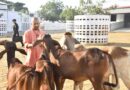 गोरखनाथ मंदिर की गोशाला में सीएम योगी ने की गोसेवा